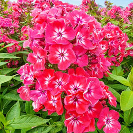Stars In Our Eyes Hardy Tall Phlox