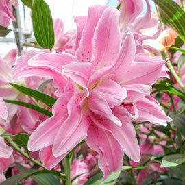 Double Oriental Lily Lotus Elegance