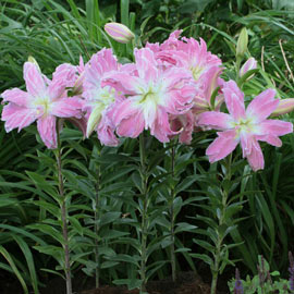 Double Oriental Lily Lotus Elegance