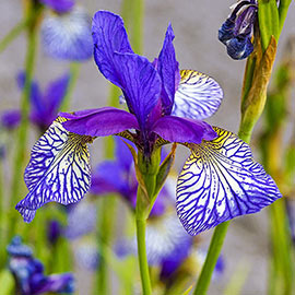 Shaker's Prayer Siberian Iris