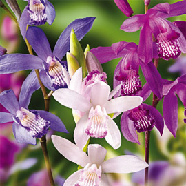 Hardy Ground Orchid Mix (Bletilla striata)