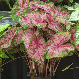 Caladium Carolyn Whorton