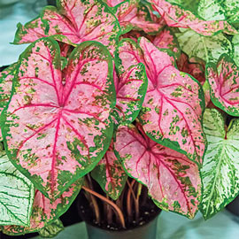 Caladium Carolyn Whorton