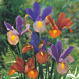 Dutch Iris Beauty Mix
