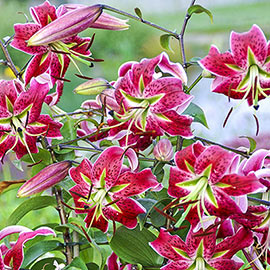 Old-Favorite Lilies Speciosum 'Scarlet Delight'