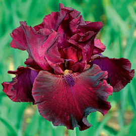 German Iris Rio Rojo