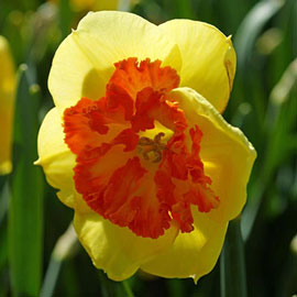 Large Cupped Daffodil Berlin