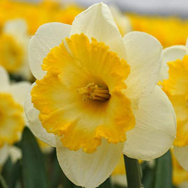 Large Cupped Daffodil Bright Sun