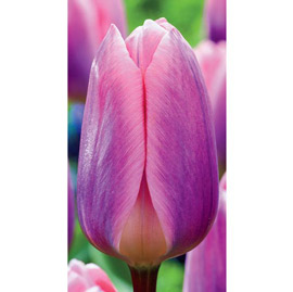 Darwin Hybrid Tulip Light and Dreamy
