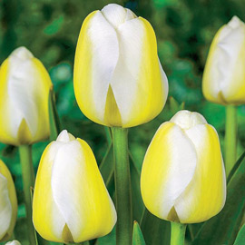 Late-Flowering Tulip Angel's Wish