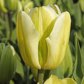 Viridiflora Late-Flowering Tulip Green Spirit