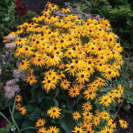 Rudbeckia fulgida 'Goldsturm'