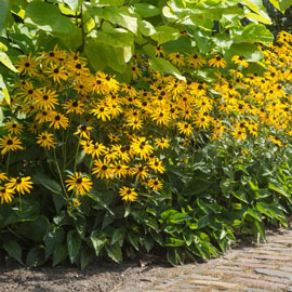 Black-Eyed Susan