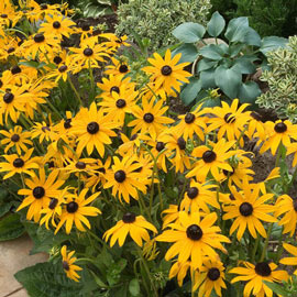 Black-Eyed Susan