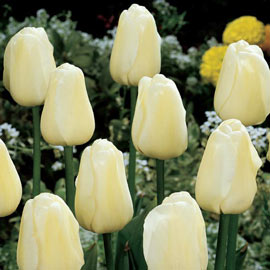 Darwin Hybrid Tulip Ivory Floradale