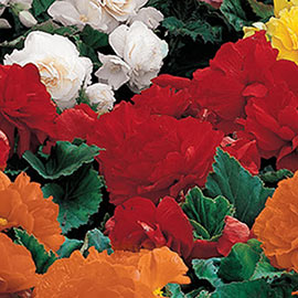 Non-Stop Begonia Red