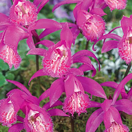 Orchid Pleione Tongariro