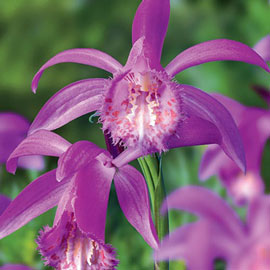 Orchid Pleione Tongariro