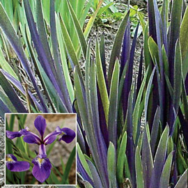 Iris versicolor Dark Aura