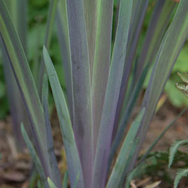 Iris versicolor Dark Aura