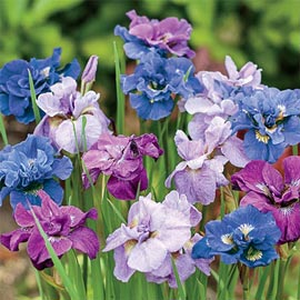Double Siberian Iris Mix