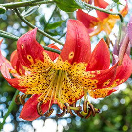 Fusion<sup>®</sup> Lily