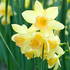 Jonquilla Daffodil Blushing Lady
