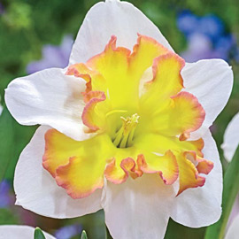 Split Cup Daffodil Taurus
