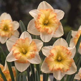 Split Cup Daffodil Taurus