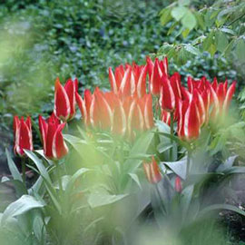 Greigii Tulip Pinocchio
