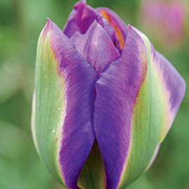 Late-Flowering Tulip Nightrider