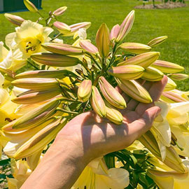 Giant Orienpet Lily Orania