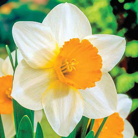 Large Cupped Daffodil Sempre Avanti