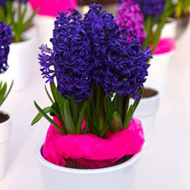 Fragrant Hyacinth Blue Trophy - Blue Hyacinth