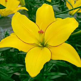 Asiatic Lily Yellow Cocotte