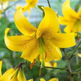 Giant Hybrid Lily Gold Class