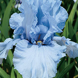 Reblooming German Iris Sea Of Love