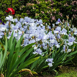 Reblooming German Iris Sea Of Love