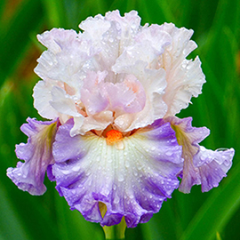 German Iris Polite Applause