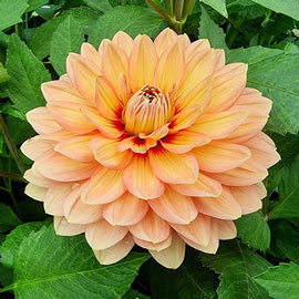 Decorative Dahlia Nicholas