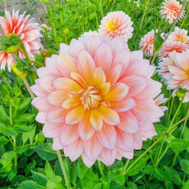 Decorative Dahlia Sheer Heaven