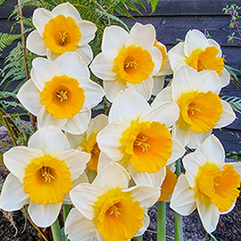 Large-Cupped Daffodil De La Sol
