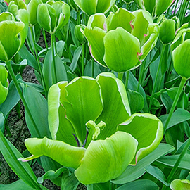 Triumph Tulip Green Power