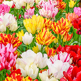 Bouquet Tulip Mixture