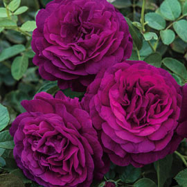 Twilight Zone Grandiflora Rose 