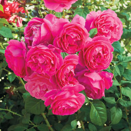 Grande Dame<sup>™</sup>  Hybrid Tea Rose 