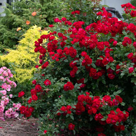 Floribunda Rose Oh My®