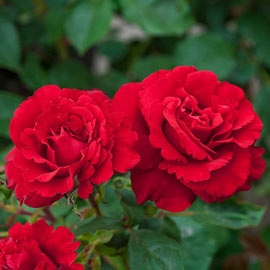 Floribunda Rose Oh My®