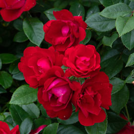 Floribunda Rose Oh My®