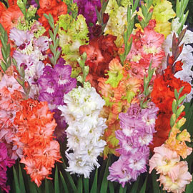 Ruffled Gladiolus Mixture